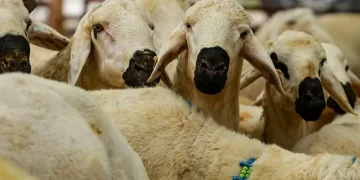 Vekaletle kurban kesim ücretleri açıklandı
