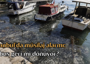 İstanbul’da müsilaj alarmı: Kabus geri mi dönüyor?
