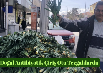 Muş’ta, baharın müjdecisi çiriş otu tezgâhlardaki yerini aldı!