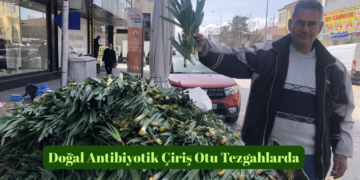 Muş’ta, baharın müjdecisi çiriş otu tezgâhlardaki yerini aldı!