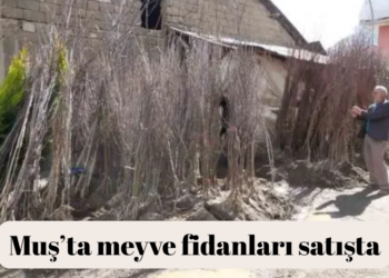 Muş’un Bitlis Caddesi’nde fidan satışları başladı!