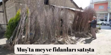 Muş’un Bitlis Caddesi’nde fidan satışları başladı!