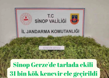 Sinop Gerze’de tarlada ekili 31 bin kök kenevir ele geçirildi!