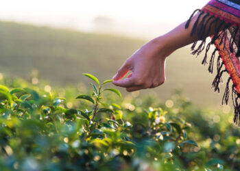 Bitkisel üretimin bir önceki yıla göre azalacağı tahmin edildi