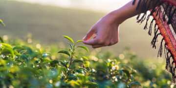 Bitkisel üretimin bir önceki yıla göre azalacağı tahmin edildi
