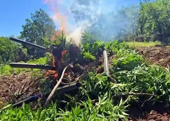 Diyarbakır’da 7 Milyon 543 Bin 818 Kök Kenevir ve Skunk Ele Geçirildi