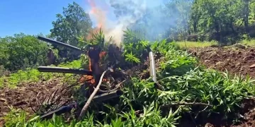 Diyarbakır’da 7 Milyon 543 Bin 818 Kök Kenevir ve Skunk Ele Geçirildi