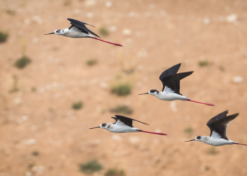 Milleyha Kuş Cenneti için koruma projesi hayata geçirilecek