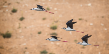 Milleyha Kuş Cenneti için koruma projesi hayata geçirilecek