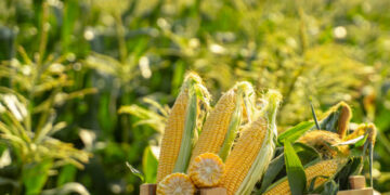 Ticaret Bakanlığı duyurdu! Mısır ithalatı için yeni karar
