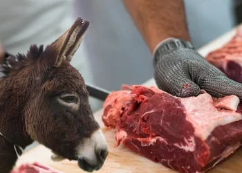 Tarım Bakanlığı’ndan şok açıklama: At ve eşek eti skandalı ortaya çıkarıldı