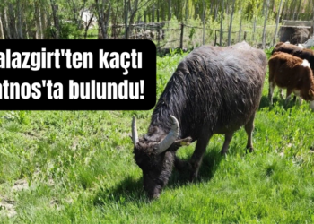 Muş Malazgirt’ten kaçan manda Patnos’ta bulundu!