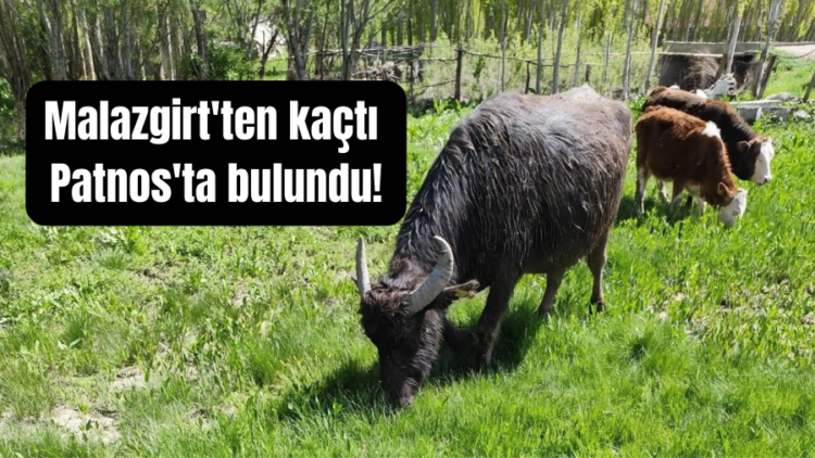 mus malazgirtten kacan manda patnosta bulundu habermeydan