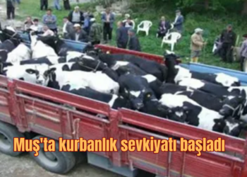 Muş’tan, diğer illere kurbanlık 30 bin hayvan sevk edildi!