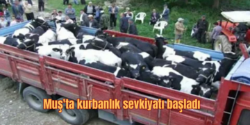 Muş’tan, diğer illere kurbanlık 30 bin hayvan sevk edildi!