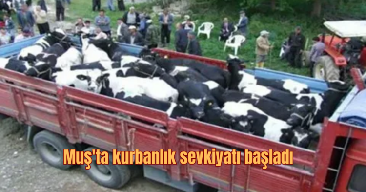 musta diger illere kurbanlik 30 bin hayvan sevk edildi habermeydan