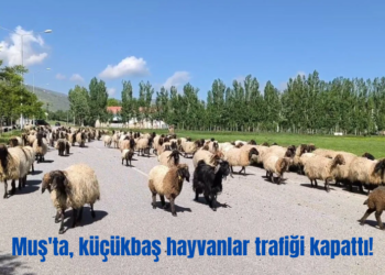 Muş’ta, küçükbaş hayvanlar trafiği kapattı!