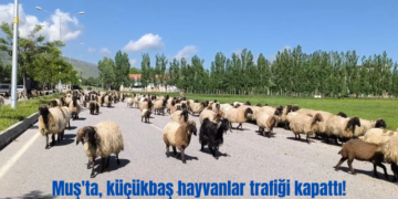 Muş’ta, küçükbaş hayvanlar trafiği kapattı!