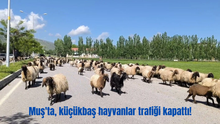 musta kucukbas hayvanlar trafigi kapatti habermeydan