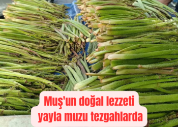 Muş’un doğal lezzeti yayla muzu tezgahlarda!