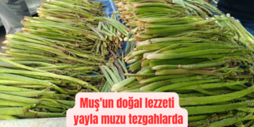 Muş’un doğal lezzeti yayla muzu tezgahlarda!