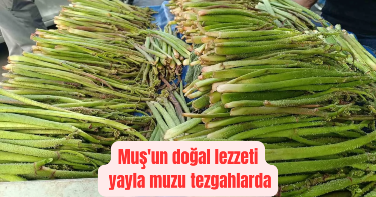 musun dogal lezzeti yayla muzu tezgahlarda habermeydan