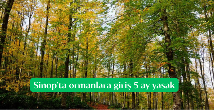 sinopta ormanlara giris 31 ekime kadar yasak habermeydan