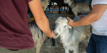 Diyanet açıkladı! Kurban kesilirken okunan dua ve niyet!