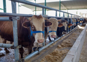 Kurban ne zamana kadar kesilir? Bayramın 3. ve 4. günü kurban kesilir mi?