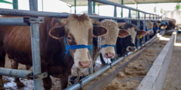 Kurban ne zamana kadar kesilir? Bayramın 3. ve 4. günü kurban kesilir mi?