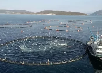 Su ürünleri üretimi 2024 yılında yüzde 7,6 azaldı