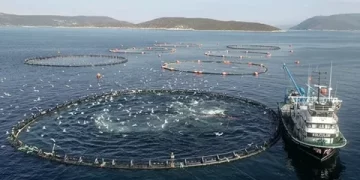 Su ürünleri üretimi 2024 yılında yüzde 7,6 azaldı