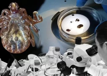 Türkiye’de yeni kene türü panik yarattı: 30’dan fazla hastalık taşıyor