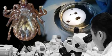 Türkiye’de yeni kene türü panik yarattı: 30’dan fazla hastalık taşıyor