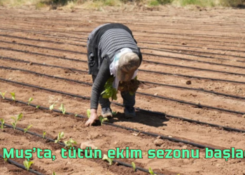Muş’ta, 6 bin 500 dekar alanda tütün ekimi başladı!