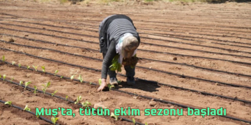 Muş’ta, 6 bin 500 dekar alanda tütün ekimi başladı!