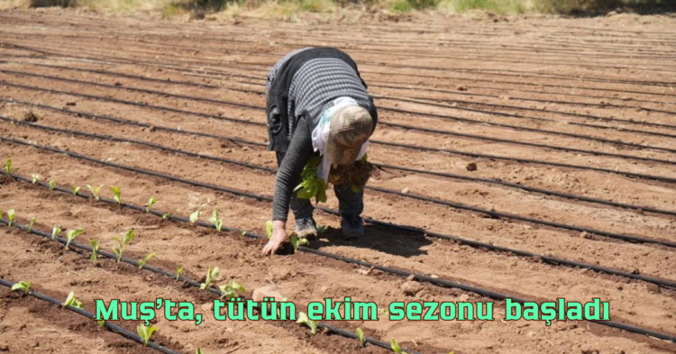 musta 6 bin 500 dekar alanda tutun ekimi basladi habermeydan