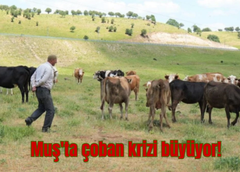 Muş’ta, bir çoban 3 ay için 1 milyon TL isteyince köylü imeceye döndü!
