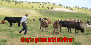Muş’ta, bir çoban 3 ay için 1 milyon TL isteyince köylü imeceye döndü!