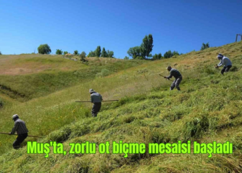 Muş’ta, çiftçilerin zorlu ot biçme mesaisi başladı!