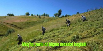 Muş’ta, çiftçilerin zorlu ot biçme mesaisi başladı!