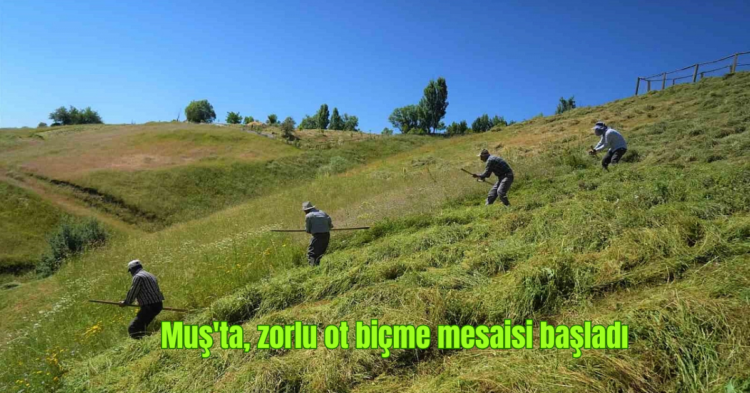 musta ciftcilerin zorlu ot bicme mesaisi basladi habermeydan