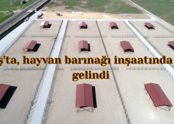 Muş’ta, hayvan barınağı inşaatında sona gelindi!