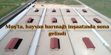 Muş’ta, hayvan barınağı inşaatında sona gelindi!