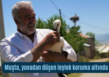 Muş’ta, yuvasından düşen leylek koruma altına alındı!