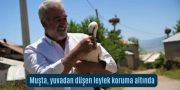 Muş’ta, yuvasından düşen leylek koruma altına alındı!