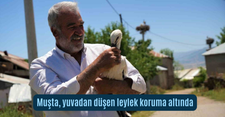 musta yuvadan dusen leylek koruma altinda habermeydan