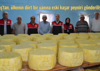 Muş’tan, ülkenin dört bir yanına eski kaşar peyniri gönderiliyor!