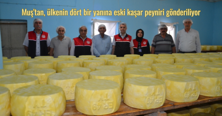 mustan ulkenin dort bir yanina eski kasar peyniri gonderiliyor habermeydan