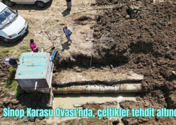 Sinop Karasu Ovası’nda, çeltikler tehdit altında!